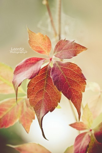 8651454209_a20cd2f358_c