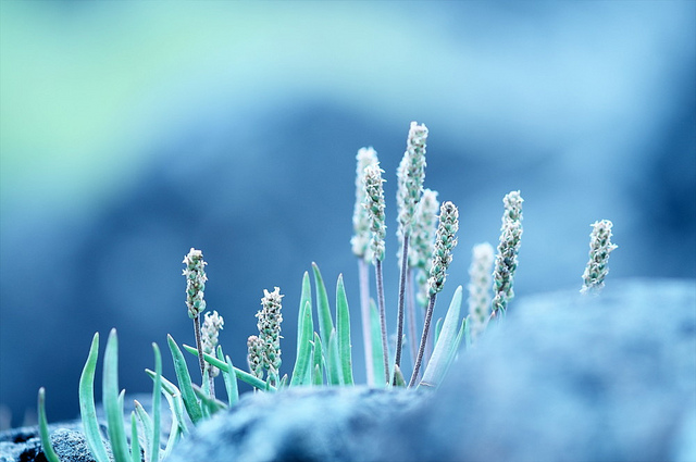 9726866118_ffd5eb17b5_o